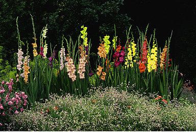 《叛乱：沙漠风暴》–大型免费“Operation: Warlord”更新现已登陆PC